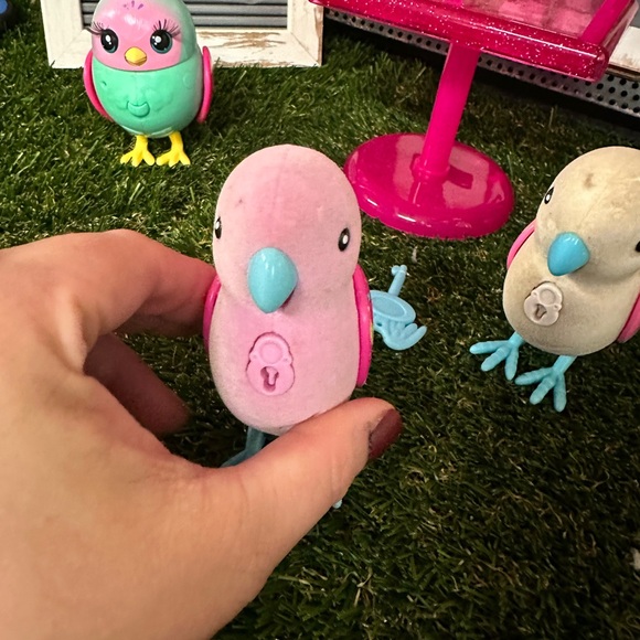 Three live pet birds 🐦 - Picture 11 of 12